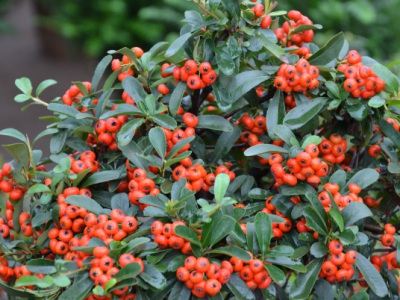 火棘種子發(fā)芽溫度？