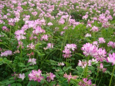 紫云英種子畝用量多少？