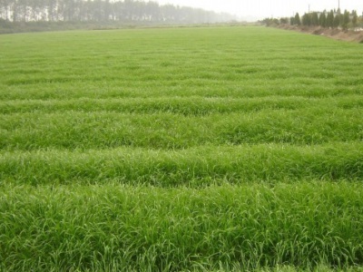 一畝地種多少燕麥種子？