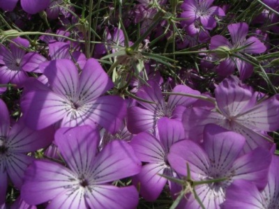 麥仙翁種子種植方法和注意事項(xiàng)？