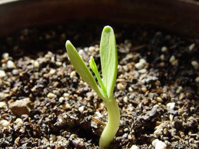 荒山造林用的哪種合歡種子？