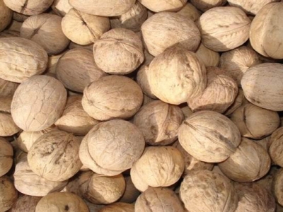 核桃種子在幾月種？