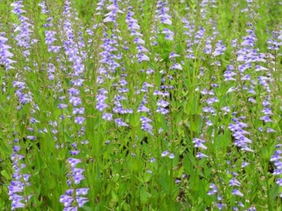 半枝蓮種子幾月種？