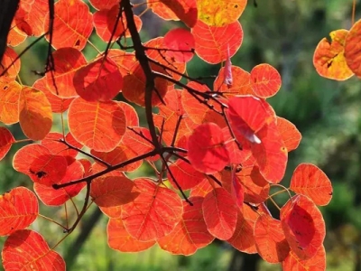 黃櫨種子幾月份采摘？