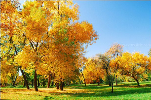 楓樹.jpg 楓樹.jpg