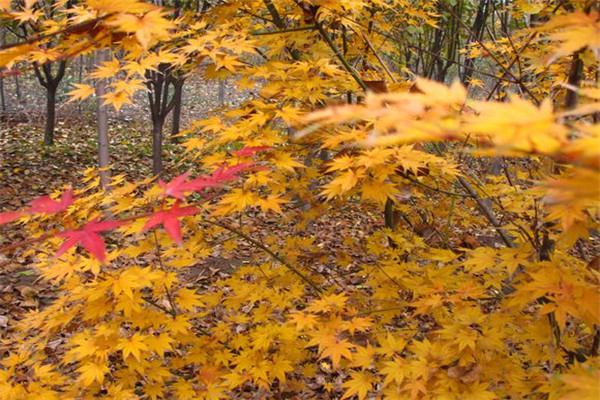 楓樹.jpg 楓樹.jpg