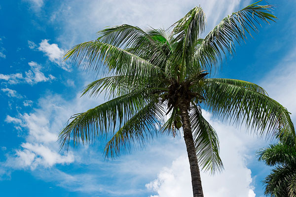 棕櫚樹.jpg 棕櫚樹.jpg