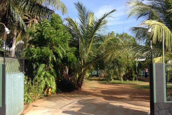 棕櫚樹.jpg 棕櫚樹.jpg