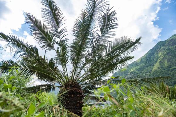 棕櫚樹.jpg 棕櫚樹.jpg