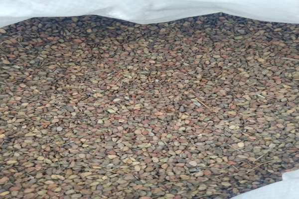 1636592592429385.jpeg 黃櫨種子2.jpeg