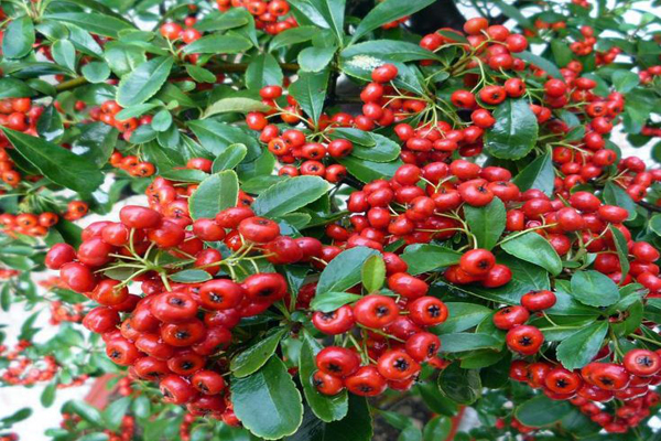 1636597354819520.jpg 火棘種子2.jpg