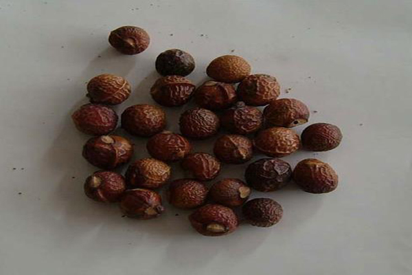 1636616376556228.jpg 無患子種子1.jpg