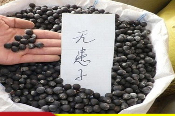 1636616383874166.jpeg 無患子種子2.jpeg