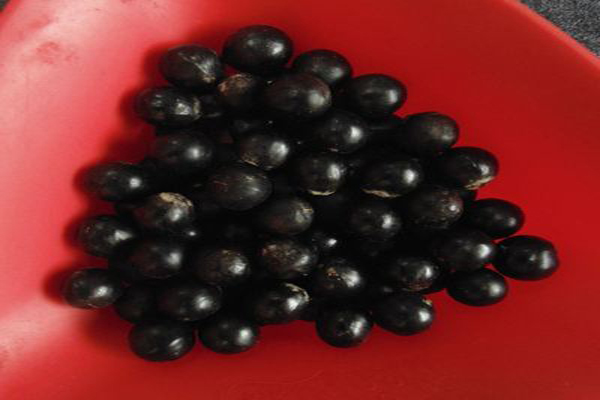 1636616390898451.jpeg 無患子種子3.jpeg