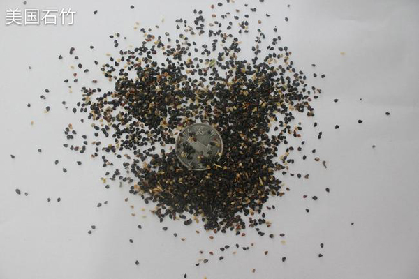 1636717283547168.jpeg 美國(guó)石竹種子1.jpeg