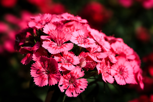 1636717294311815.jpeg 美國(guó)石竹2.jpeg