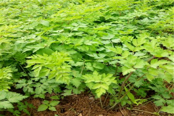 當歸.jpg 當歸.jpg