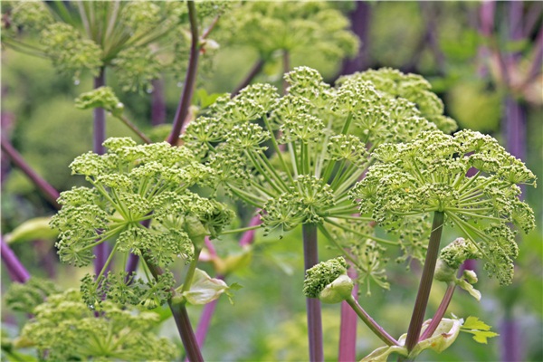 當歸.jpg 當歸.jpg