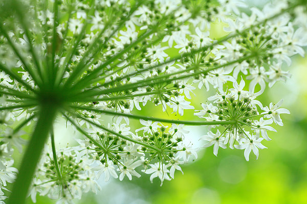 當歸.jpg 當歸.jpg