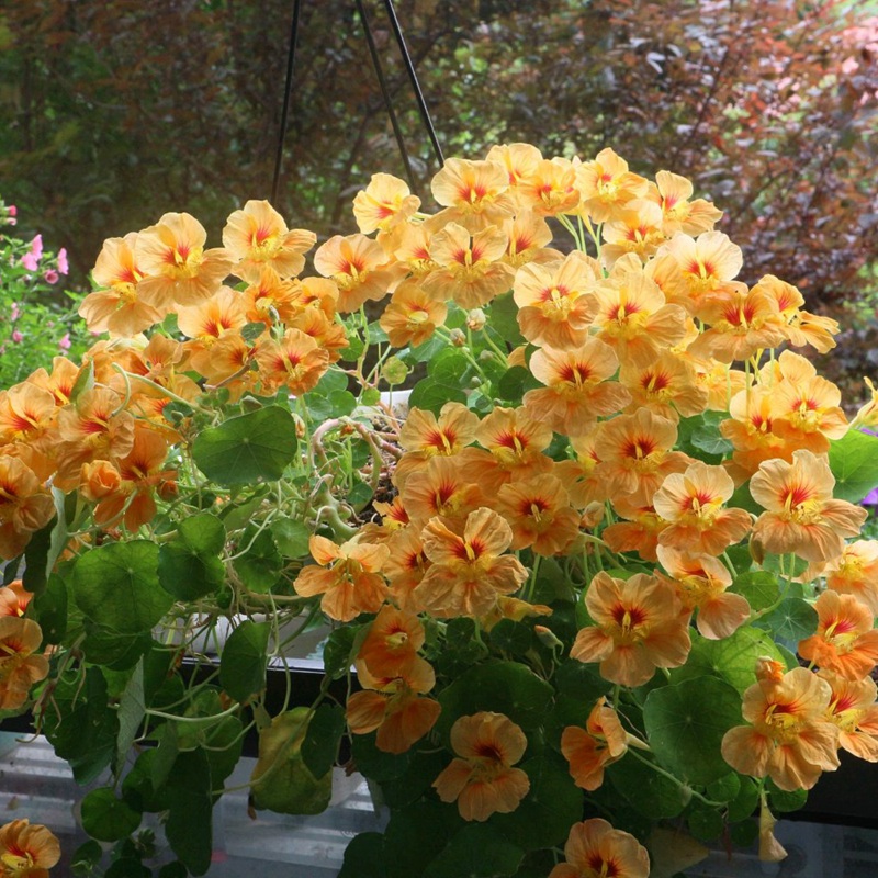 旱金蓮.jpg 旱金蓮.jpg