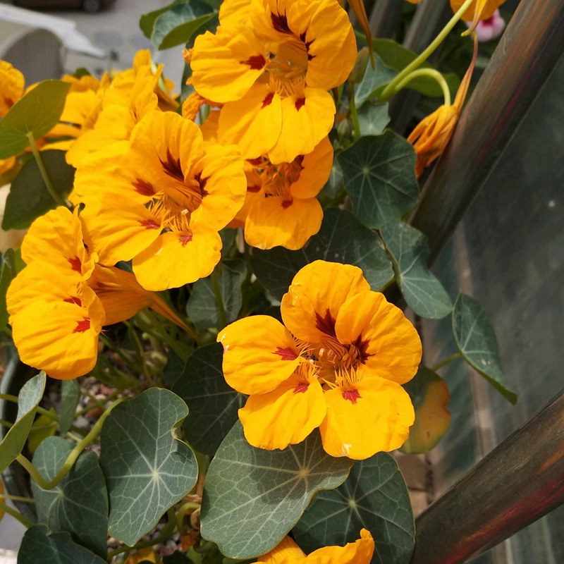 旱金蓮.jpg 旱金蓮.jpg