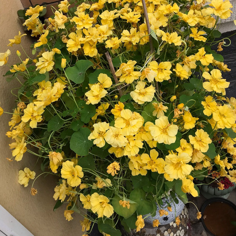 旱金蓮.jpg 旱金蓮.jpg