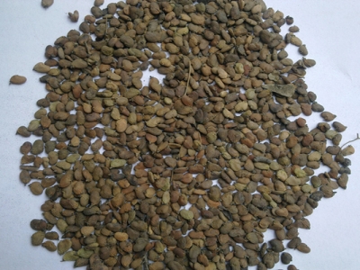 黃櫨種子怎么育苗？