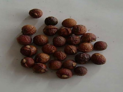 無(wú)患子種子怎么種？