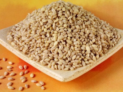 大麥種子怎么種？