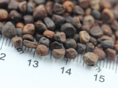 馬蘭花種子怎么發(fā)芽？