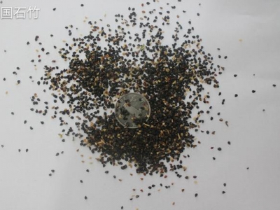 美國石竹種子發(fā)芽率怎么樣？