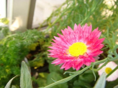 永生菊花語是什么？