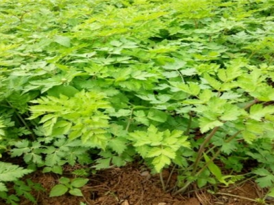 當(dāng)歸種子什么時(shí)候下種