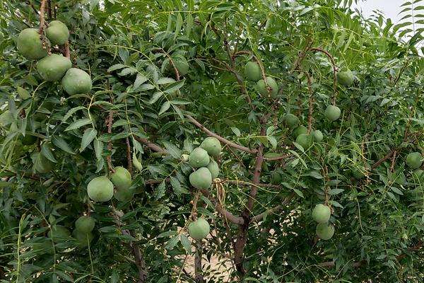 文冠果.jpg 文冠果.jpg