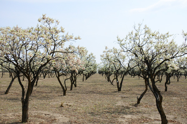 文冠果.jpg 文冠果.jpg