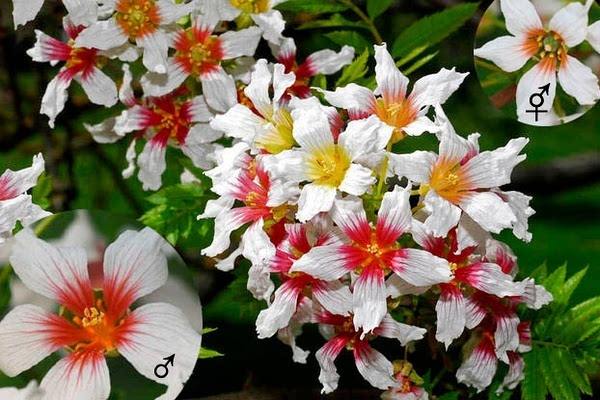 文冠果.jpg 文冠果.jpg