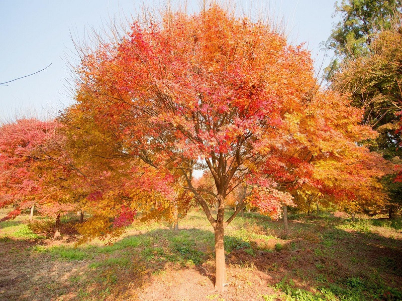 雞爪槭.jpg 雞爪槭.jpg