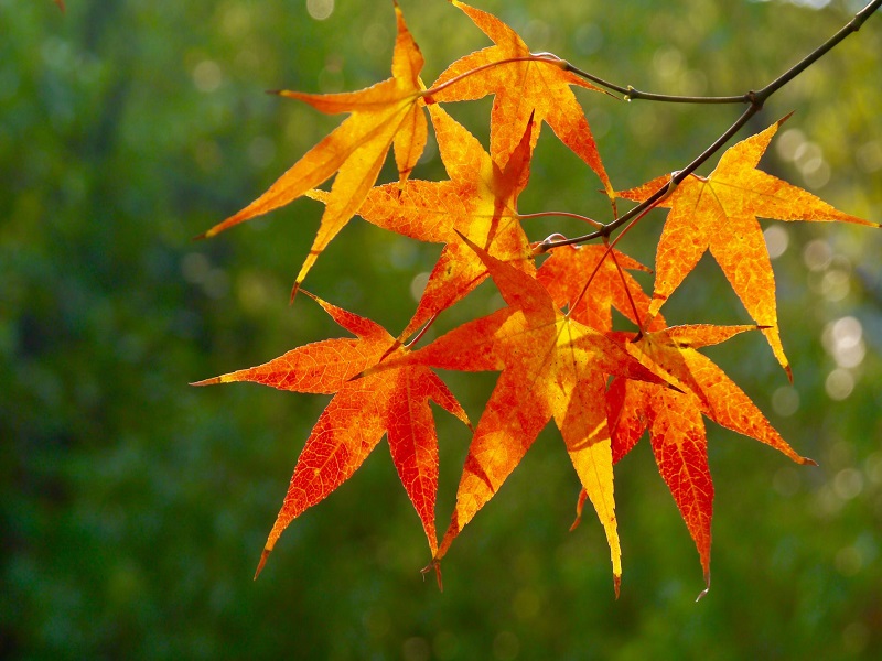 雞爪槭.jpg 雞爪槭.jpg