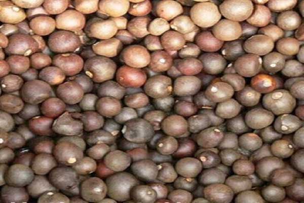 1640500391152890.jpeg 茶花種子.jpeg