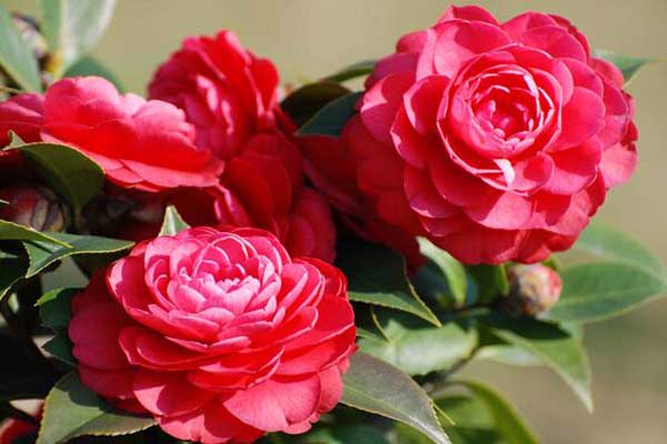 1640500399874226.jpeg 茶花3.jpeg