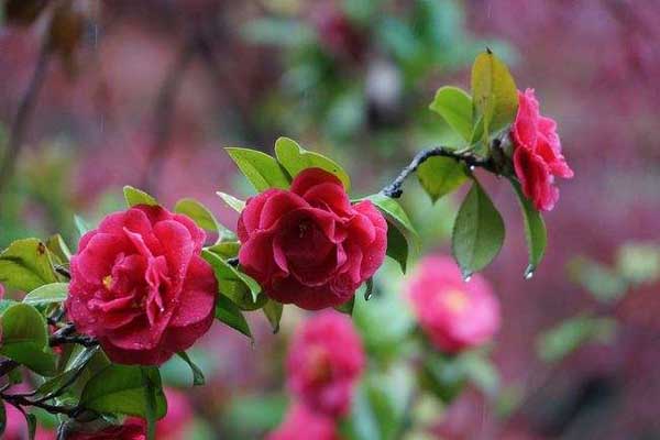 1640500407589302.jpeg 茶花2.jpeg