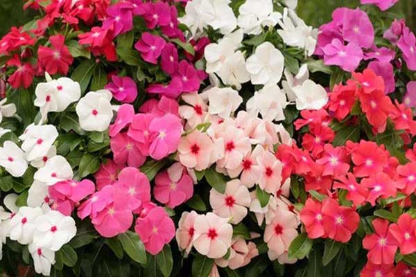 1640521609524276.jpeg 長(zhǎng)春花1.jpeg