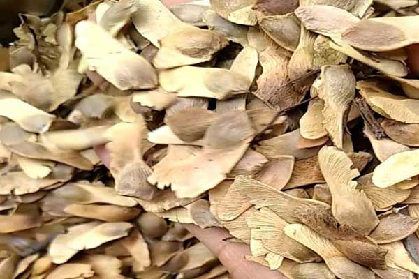 1640572954321720.jpeg 楓樹種子.jpeg