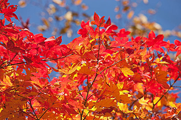 1640572972897361.jpeg 楓樹3.jpeg