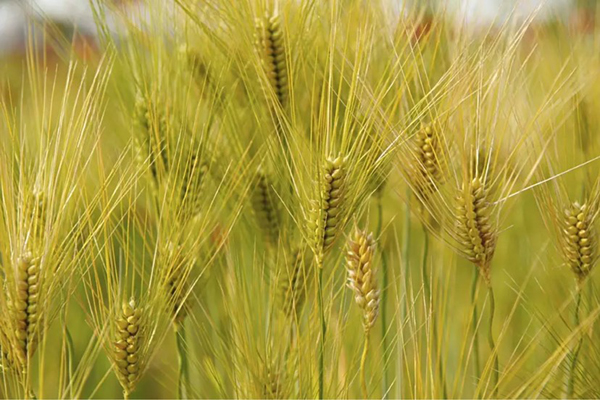 1640574205533870.jpeg 大麥4.jpeg