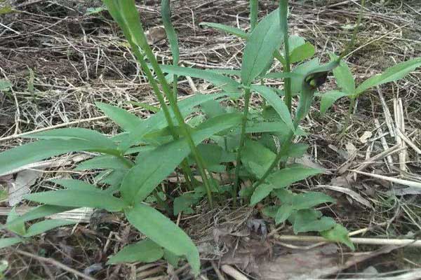 1640580692561032.jpeg 半夏3.jpeg