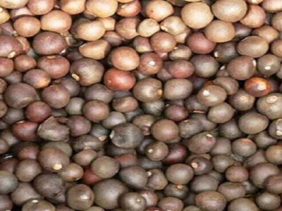 茶花有種子嗎？