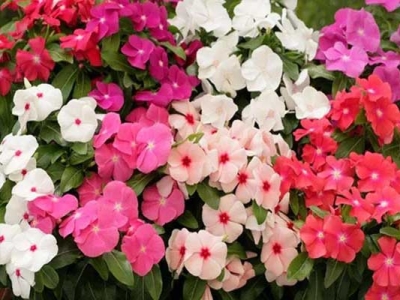 長(zhǎng)春花種子什么時(shí)候成熟？