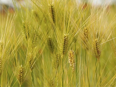 大麥種子哪里買？