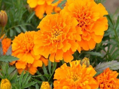 孔雀草種子在哪里買？